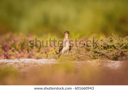 Cute bird Collared Pratincole. Warm colors nature background.
Collared Pratincole / Glareola pratincola
