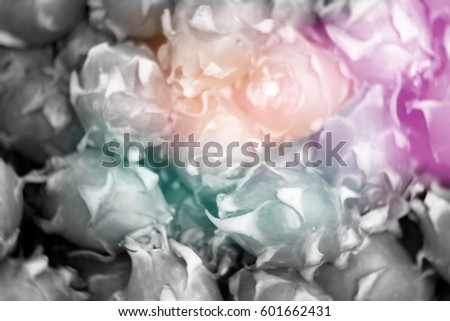 Blurred  background abstract and can be illustration to article of Dragon fruit i
