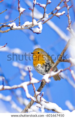 Cute bird Robin. Winter birds. Blue sky background.
European Robin. Erithacus rubecula