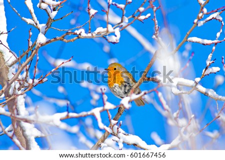 Cute bird Robin. Winter birds. Blue sky background.
European Robin. Erithacus rubecula