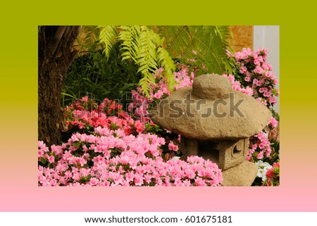 outdoor pink,mauve,white, petunia, isolated flower background black white image picture