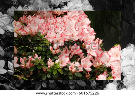 outdoor pink,mauve,white, petunia, isolated flower background black white image picture