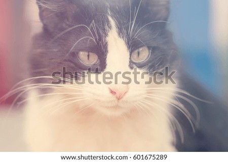 Bicolor black-and-white fluffy cat on blurred background. Toned