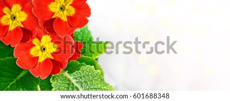 Floral background with beautiful bright spring flowers primrose. 