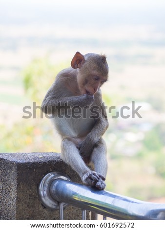 Baby asian monkey eating fresh fruit sit on the Rail bridge