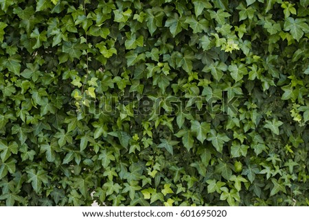Background texture image of ivy growing against a white exterior wall