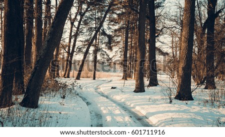 Winter landscape - frosty forest in the sunny evening. Tranquil winter nature in sunlight.