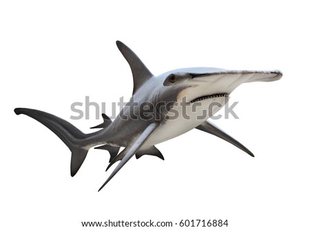 The Great Hammerhead Shark - Sphyrna mokarran is dangerous predatory fish. Animals on white background.  Royalty-Free Stock Photo #601716884