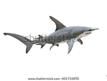 The Great Hammerhead Shark - Sphyrna mokarran is dangerous predatory fish. Animals on white background. 