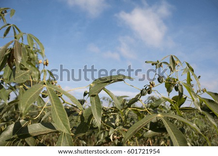 Cassava tree in field.