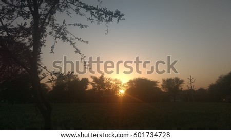 beautiful sunset with agriculture field and tree