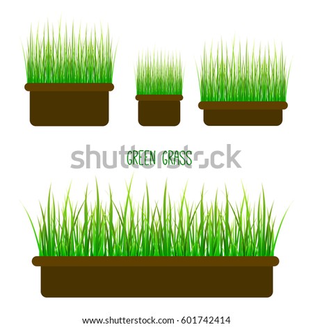 Set of Grass in Pots. Vector Illustration