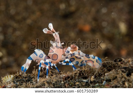 Harlequin shrimp hymenocera elegans picta close up portrait while eating sea star arm diving indonesia 