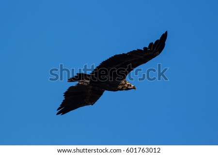 flying big bird. Blue sky background 
Cinereous Vulture / Aegypius monachus