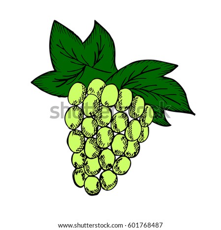 Sketch bunches of grapes. Grape with leaf, fruit berry sweet wine sangria ingredient. Natural organic hand drawn sketch illustration. 