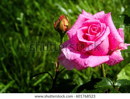 rose. a prickly bush or shrub that typically bears red, pink, yellow, or white fragrant flowers, native to north temperate regions.