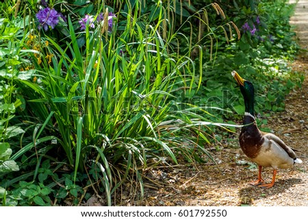 duck in park