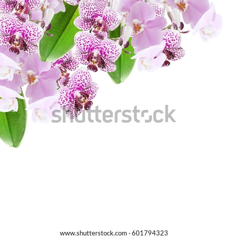 Beautiful floral background of branches of lilac orchids 