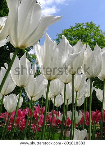 White tulip and blue sky in botanical garden, Netherlands