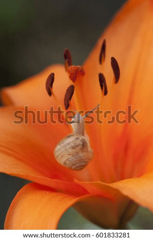 Background orange flower