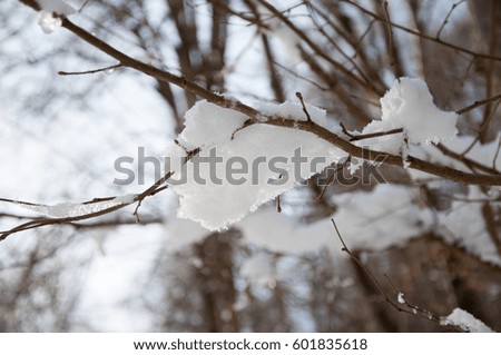 Landscape of snow-covered trees in the forest