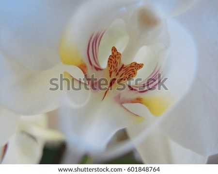 Blossom of a white orchid closeup