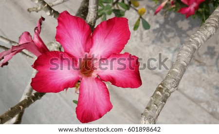 blur colseup red flower background
