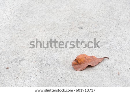 Dry leaf on cement floor