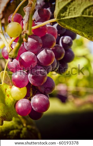Fruits. Red grape.