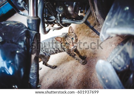 Scared cat hiding among motorcycles