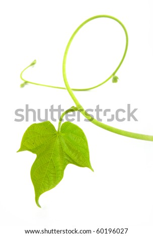 Vine leaf isolated on white Royalty-Free Stock Photo #60196027