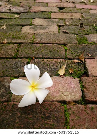 plumeria on the brick with moss.