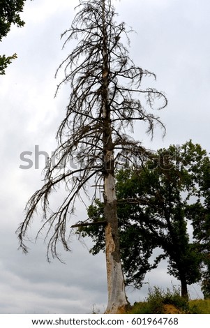 Lonely tree at the border of a forest in Carpathian Mountains
