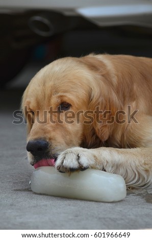 Dog licking ice cube, shallow focus
