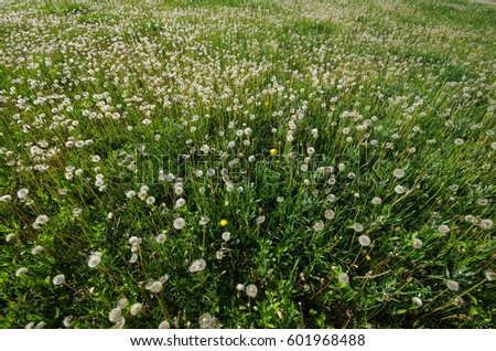 Large meadow with white dandelions.