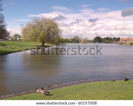 lake and willow tree in Springtime NZ