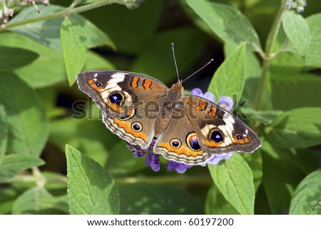 Colorful Buckeye Butterfly on Butterfly Bush