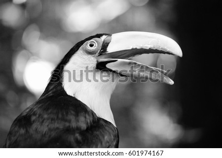 Green-billed toucan (Ramphastos dicolorus) bird. Nature of Brazil. Parque das Aves in Iguazu. Black and white style.