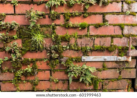 Brick Wall Background, Wallpaper, Fern and Moss Growing