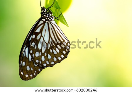 closeup butterfly on flower (Common tiger butterfly)