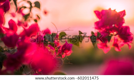 Thai Beautiful Paper flowers among the Pink tone background