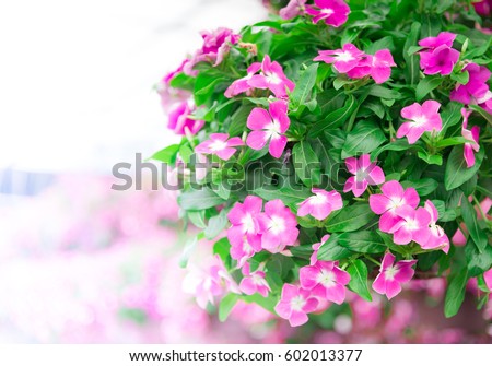 Petunia Flowers In Hanging Flower Pot Royalty-Free Stock Photo #602013377