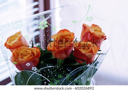 Live orange rose flowers