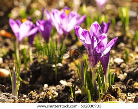 Amazing spring flower crocus, purple in sunlight 