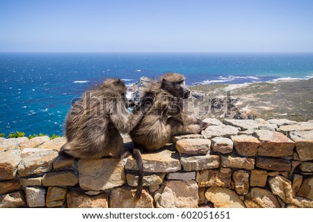 Two Baboon at Cape Point ,South Africa Royalty-Free Stock Photo #602051651