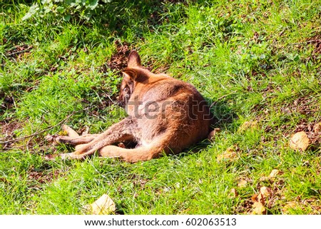 Wallaby, small- or mid-sized macropod found in Australia and New Guinea