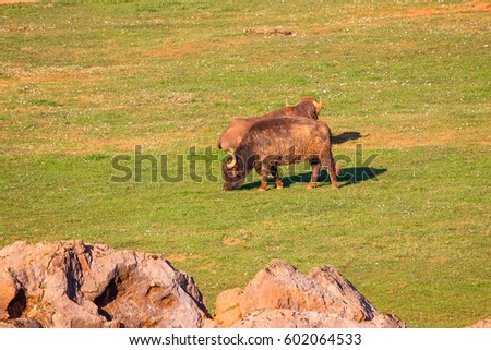 Buffalo in grass field