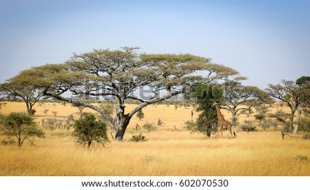 Serengeti Landscape, Tanzania  Royalty-Free Stock Photo #602070530