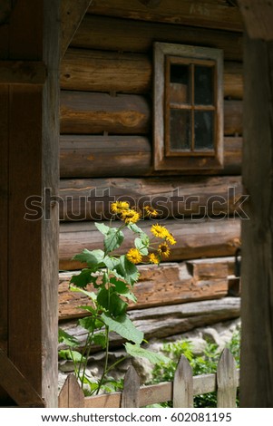 Yellow flowers on the background of a wooden house