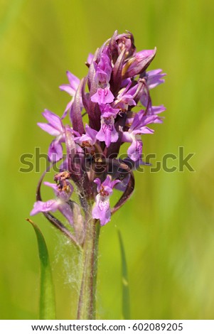 Dactylorhiza incarnata, the early marsh-orchid, is a perennial, temperate-climate species of orchid generally found growing in wet meadows